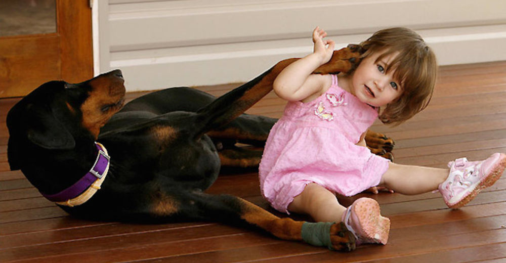 Todos pensaron que el doberman estaba atacando a una niña, pero se trataba de algo más