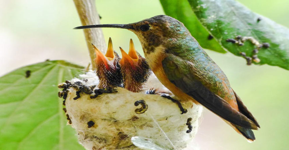 La Asoc. Americana de Pesca y Fauna lanza un importante y desconocido mensaje de advertencia