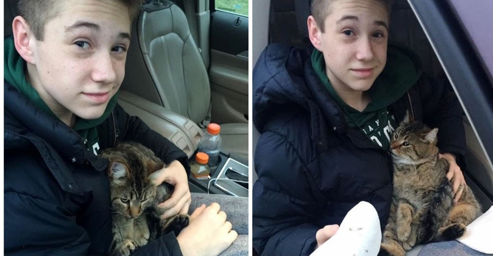 Un desalmado lanzó a este gatito mientras viajaba en su auto y él le salvó la vida