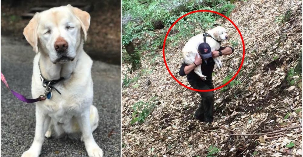 Se molesta por una bolsa que tiraron en el bosque, pero era la perrita ciega que todos buscaban