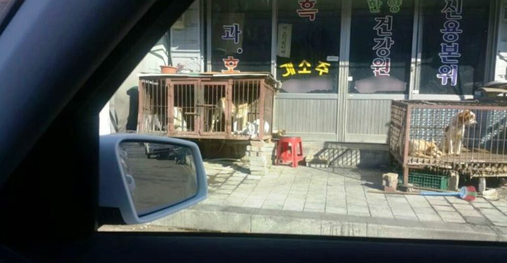 Parecía una «tienda de animales» pero realmente era un lugar terrorífico para los perros Parecía una «tienda de animales» pero realmente era un lugar terrorífico para los perros