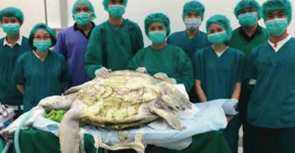 Operan de urgencia una tortuga porque tiene 5 Kg de monedas en su estómago