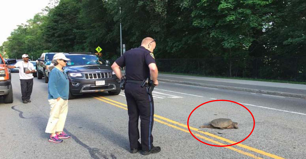 ¿Sabrías qué hacer si encuentras una tortuga en mitad de la calle?