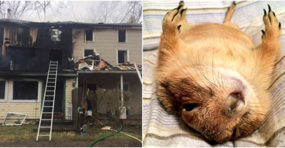 Este perrito de la pradera necesita ayuda después de que su hogar se destruyera por el fuego