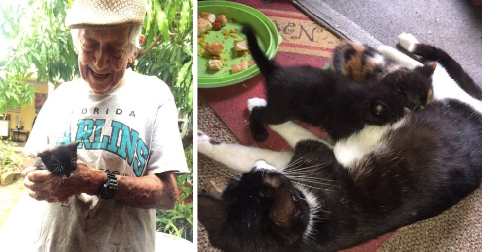 Así fue como un abuelito de 85 años le ocultó a su esposa lo que hizo por unos gatos abandonados