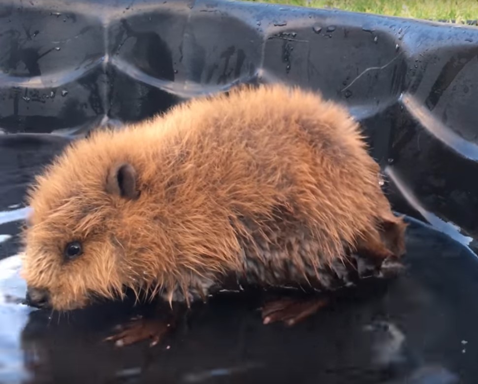 Este pequeño castor hace un espectacular descubrimiento y su reacción ...