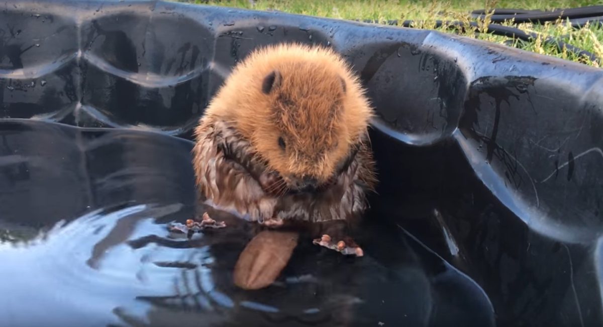 Este pequeño castor hace un espectacular descubrimiento y su reacción ...
