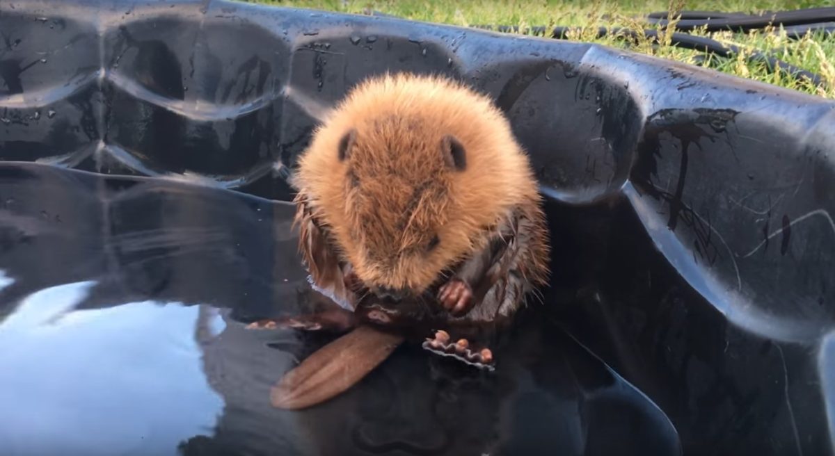 Este pequeño castor hace un espectacular descubrimiento y su reacción
