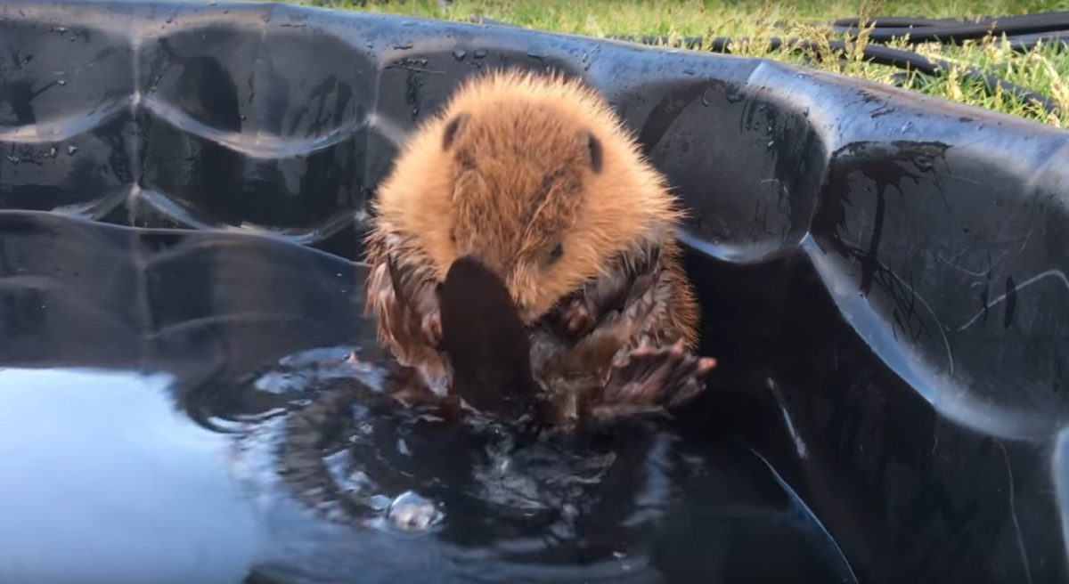 Este pequeño castor hace un espectacular descubrimiento y su reacción ...