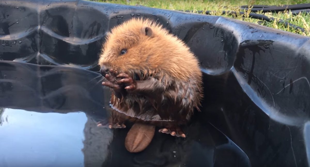 Este pequeño castor hace un espectacular descubrimiento y su reacción