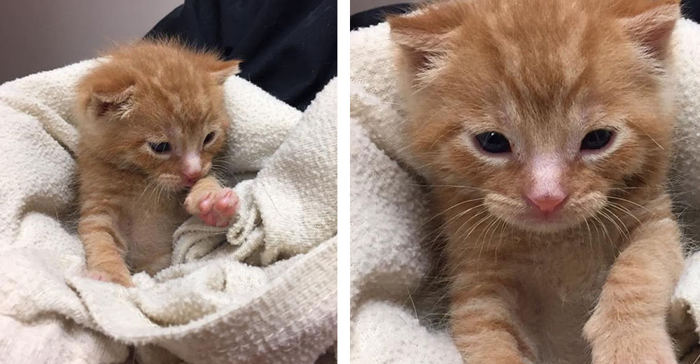 Un hombre escuchó los maullidos de un pequeño gatito desde un bote de basura y cambió su destino