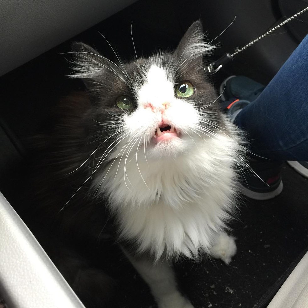 Snuffy, el gato que ha roncado por 16 años debido a su peculiar nariz