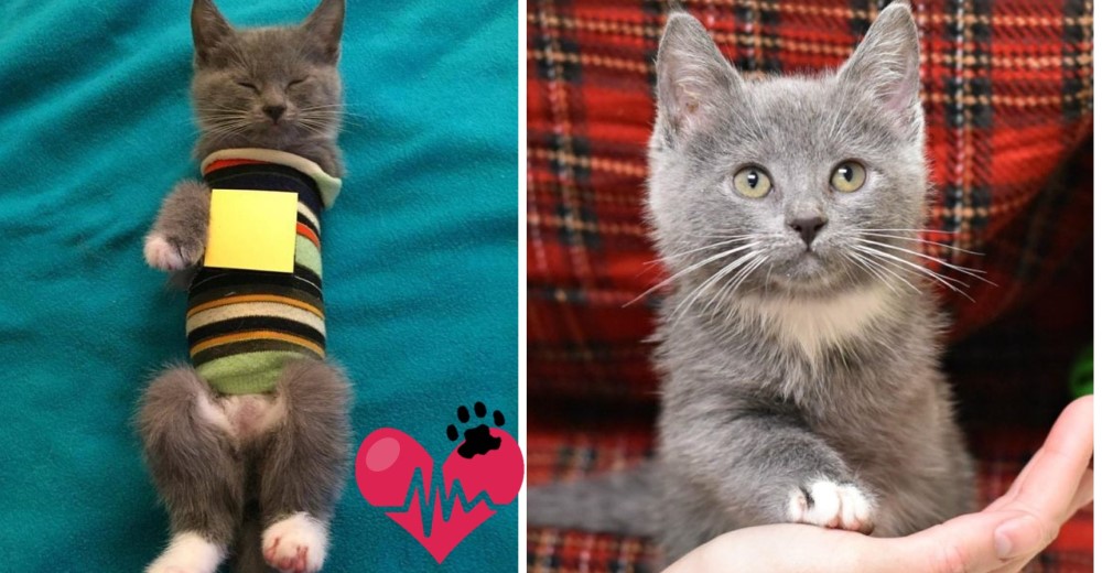 Olive, la gatita de tres patas que iba a ser sacrificada pero un ángel cambió su destino