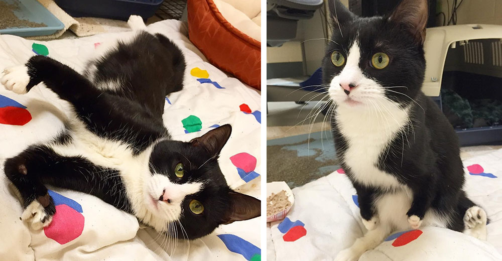 Ivan, un gatito que es rechazado por sus limitaciones físicas pero sueña con encontrar un hogar