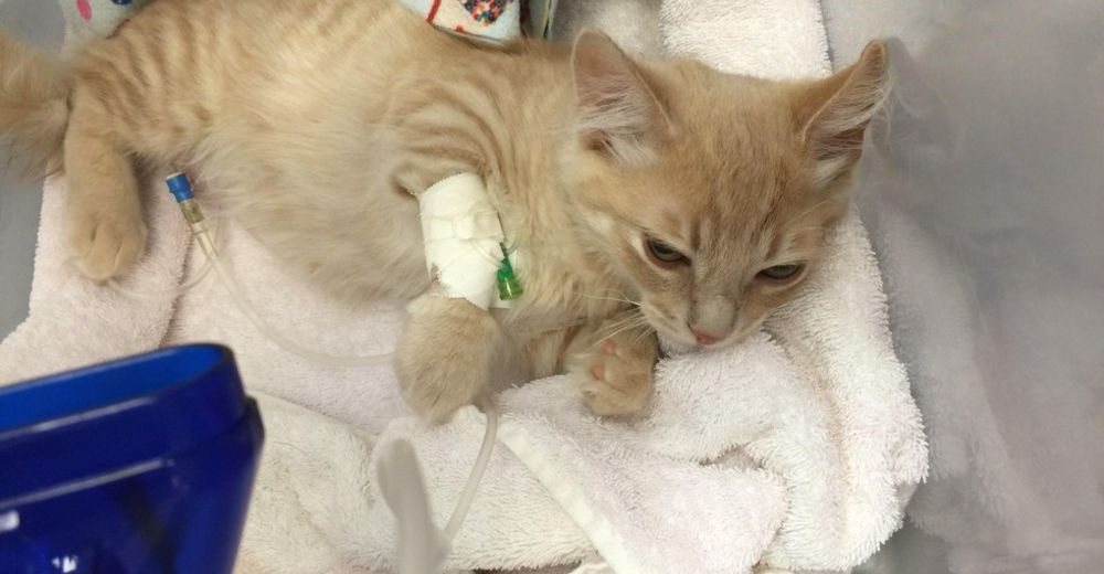 Después de sufrir una gran tragedia en su vida, este gatito se lleva el premio de la valentía Después de sufrir una gran tragedia en su vida, este gatito se lleva el premio de la valentía