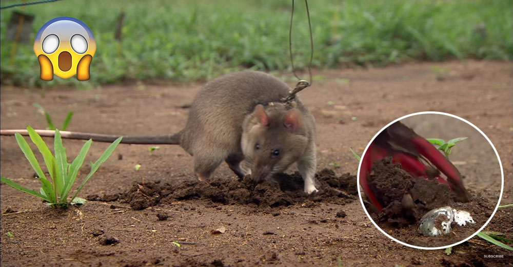 Estas ratas gigantes hacen una enorme labor a favor del hombre salvando vidas