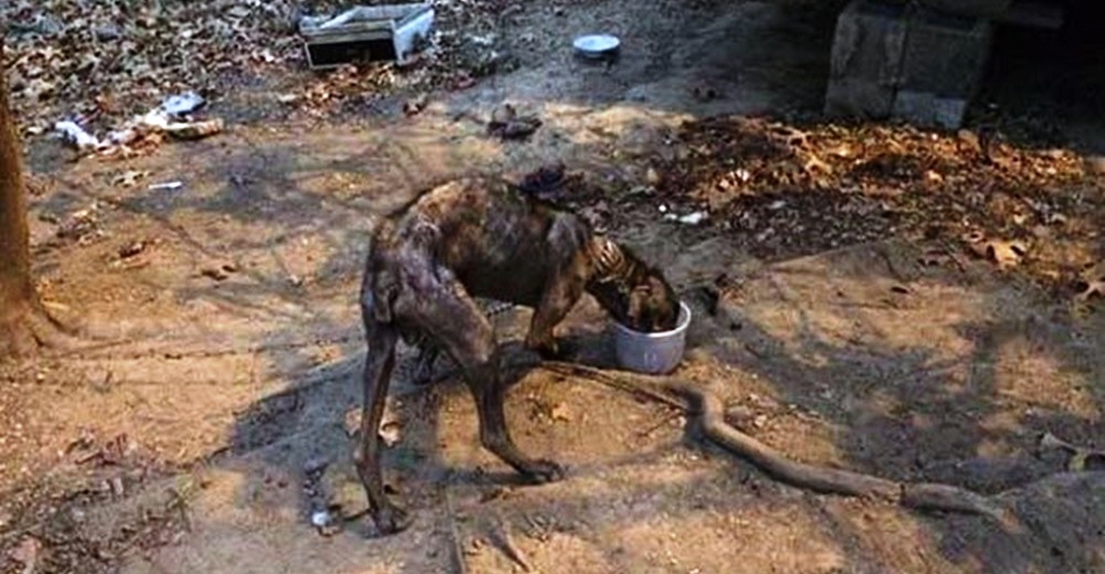 El drama del perrito que estuvo atado a una corta cadena por 4 años en medio de hambre y dolor El drama del perrito que estuvo atado a una corta cadena por 4 años en medio de hambre y dolor