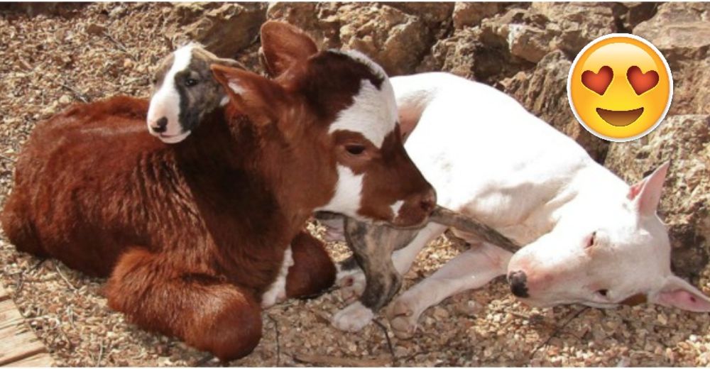 Desde que esta simpática vaquita llegó al refugio se hizo parte de una familia muy especial Desde que esta simpática vaquita llegó al refugio se hizo parte de una familia muy especial