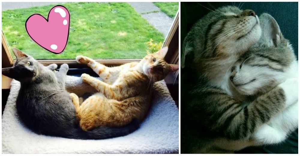 Morirás de ternura al ver cómo estos 17 gatitos nos enseñan el valor de la amistad