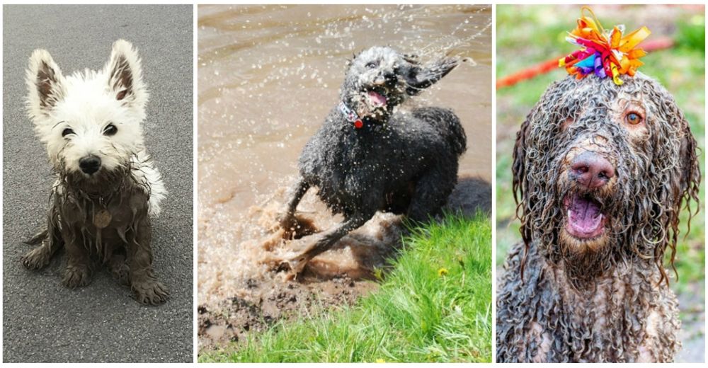 40 perritos que saben disfrutar del lodo y se lo pasan en grande