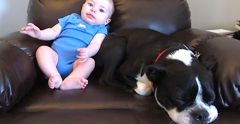 Este bebé que pasaba desapercibido, interrumpe la siesta de su perro por un inesperado olor