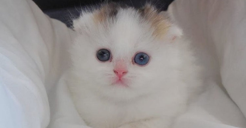 Sólo nace 1 entre 30.000 ¿Por qué es tan especial este gatito?