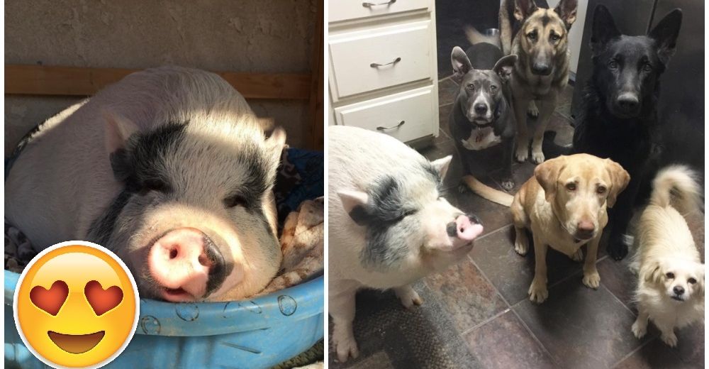 Chowder es un cerdito muy particular con una familia muy especial