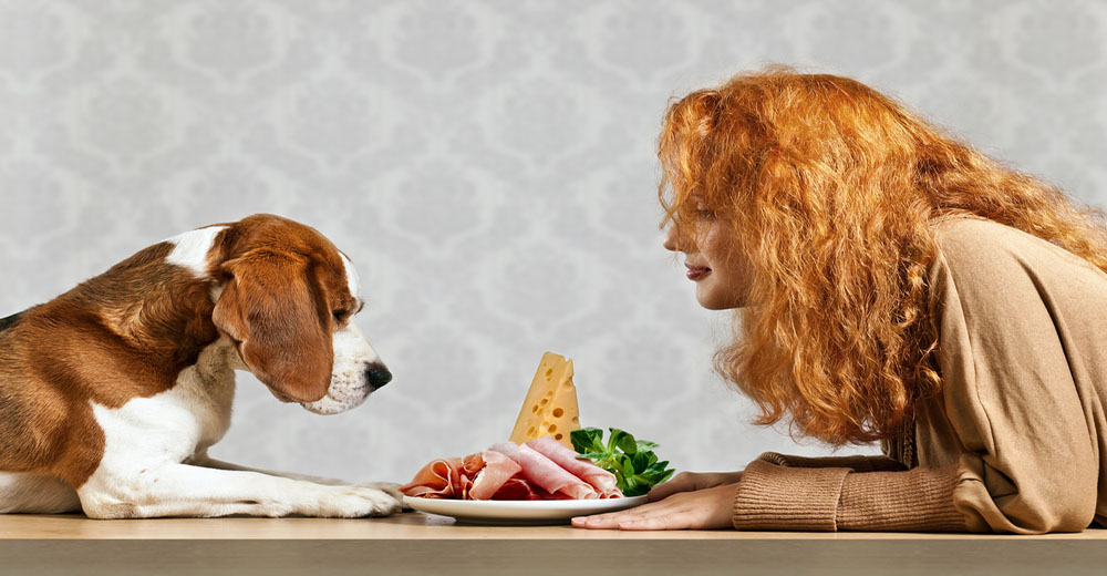 10 comidas humanas que pueden comer los perros para salir de la rutina diaria