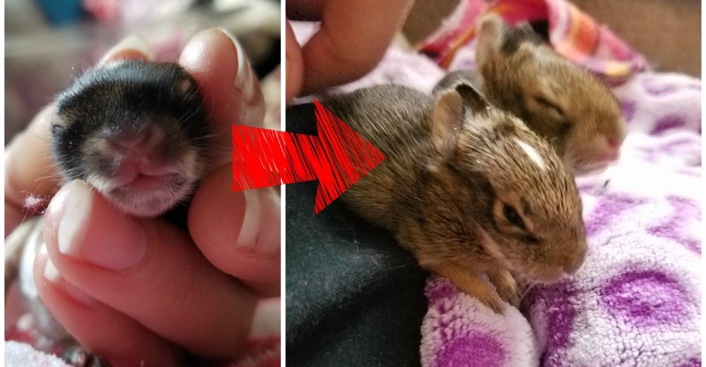 Unos conejitos se quedan sin madre al apenas nacer – Su historia dio un giro impresionante