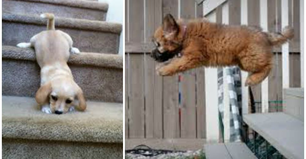 Unos perritos tienen que enfrentarse a las temidas escaleras y sus reacciones son muy tiernas