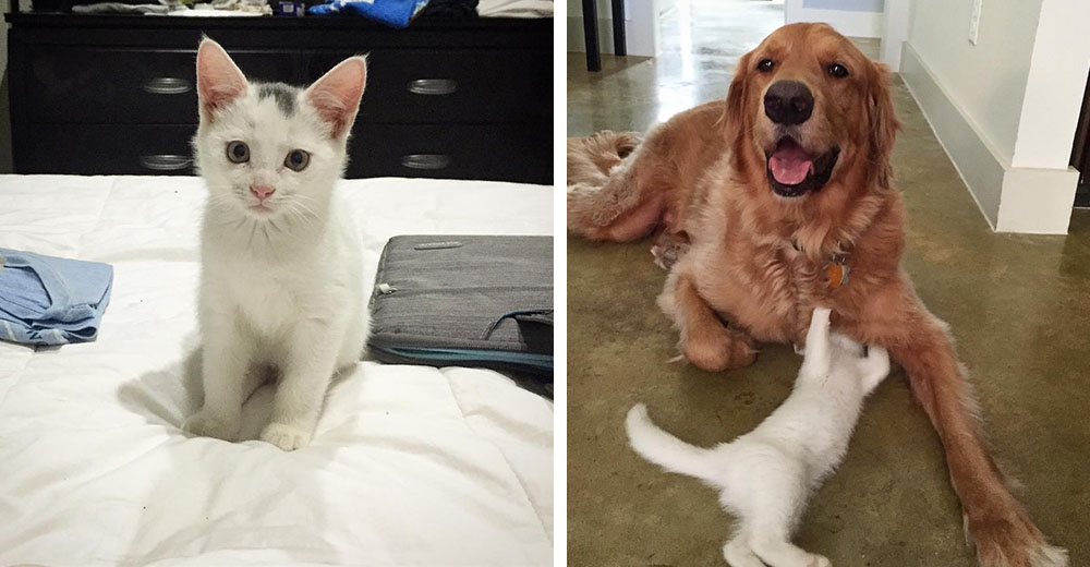 Este gatito es adoptado por un perro gigante y después de dos años se vuelven inseparables