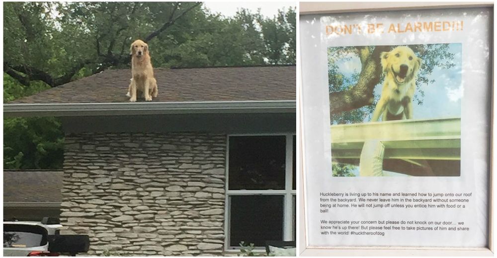 Este perro ama estar en el tejado y su familia deja una nota para los transeúntes preocupados