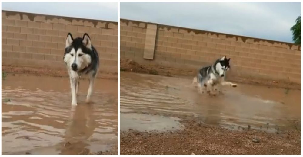 Jewell, el hermoso husky que disfruta del lodo en el patio de su casa