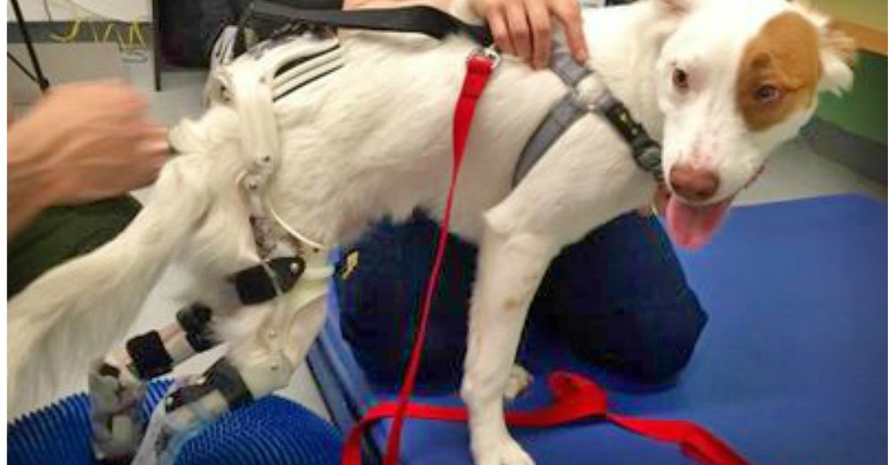 A este perrito le cortaron sus patitas traseras, pero igualmente logró triunfar en su vida