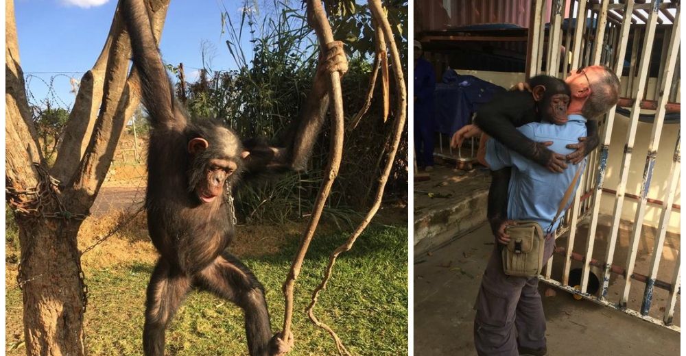 Una chimpancé que había permanecido encadenada a un árbol durante años abraza a su salvador