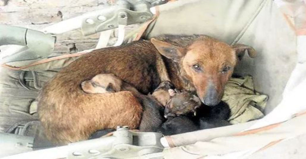 La reacción de esta perrita con un bebé humano abandonado en la calle te enternecerá el corazón