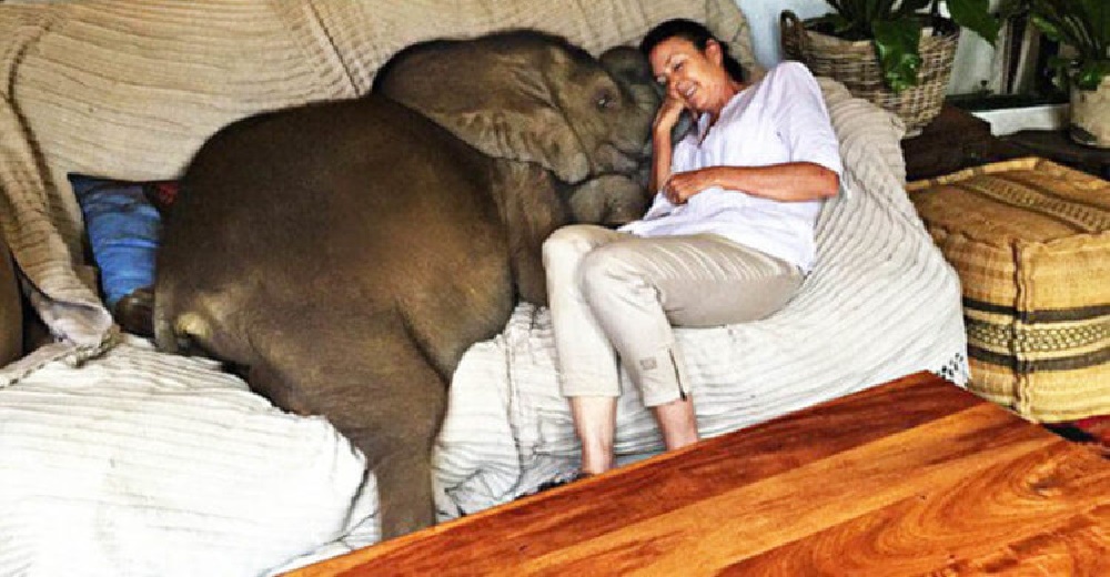 Rescata a un elefantito bebé de un triste destino y ahora no la perdona si no duerme junto a él