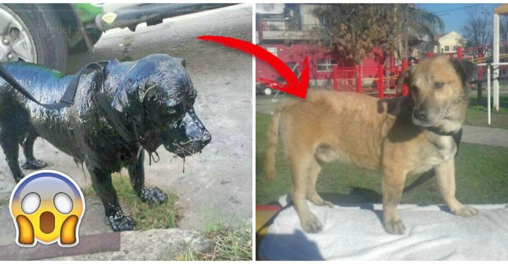 Un perrito fue salvado por humanos bondadosos después que lo encontraran cubierto de alquitrán