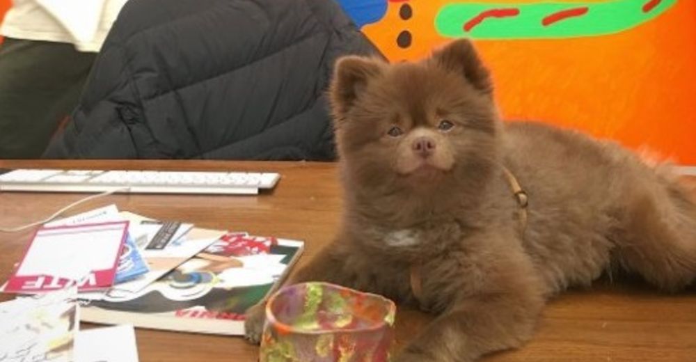 Fue abandonado cruelmente pero resultó ser el inicio de una aventura que muchos envidiarían