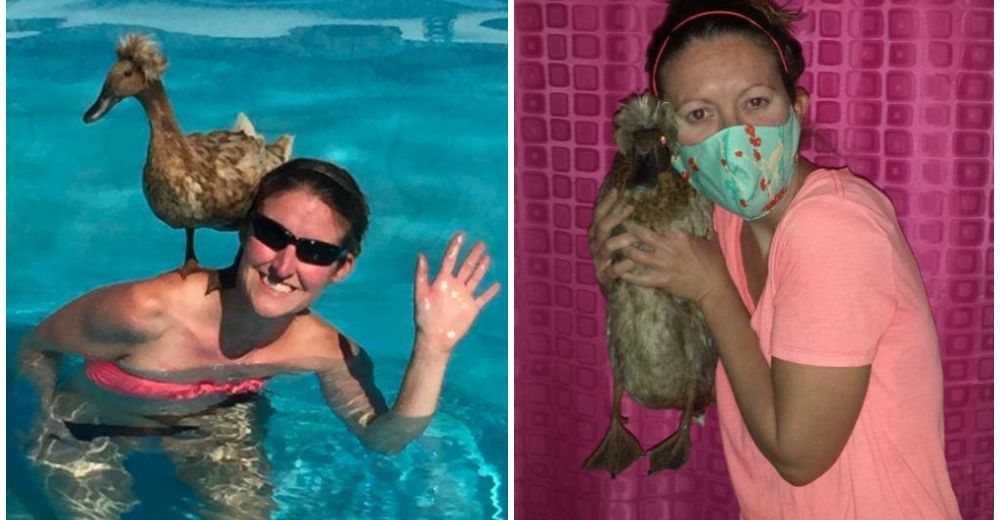 Una mujer rescató a un patito enfermo y terminó siendo su mascota terapéutica