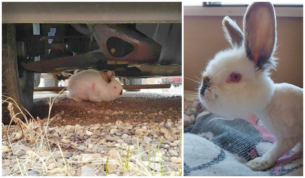 Este conejito mal herido fue encontrado debajo de un automóvil, pero su suerte cambió