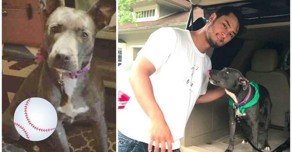 Un jugador de las Grandes Ligas adopta un pitbull que necesitaba un hogar y crea un gran revuelo