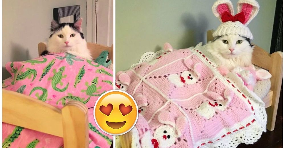 Esta gatita ha conseguido el mejor lugar para reposar por las noches: una cama de muñecas