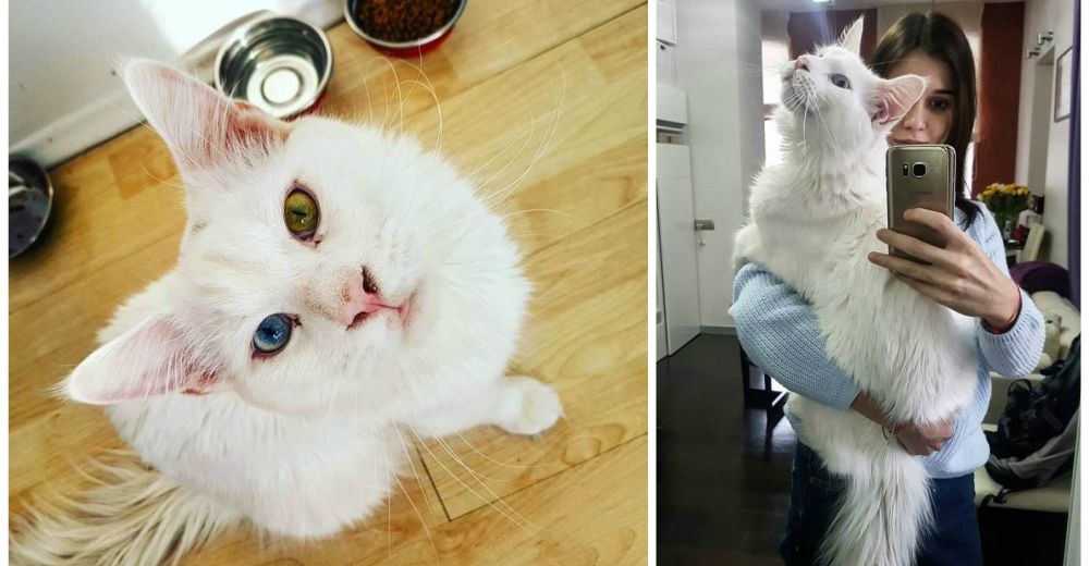 Tiho, el gigante gatito de ojos diferentes que le encanta abrazar y dar amor