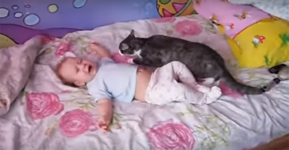 Un gato consigue calmar a un bebé que lloraba desconsoladamente