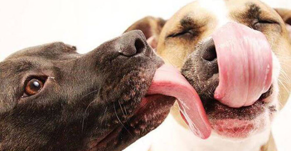 La ciencia nos explica por qué no debemos permitir que nuestros perros nos besen