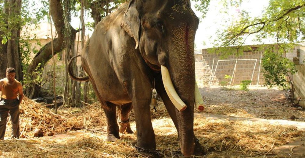 La cruel historia de un elefante que pasó toda su vida encadenado por una familia real