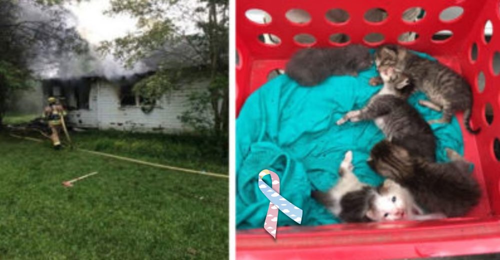 Rescatados por los bomberos acaban con su vida en el refugio –Los gatos sanos que merecían vivir