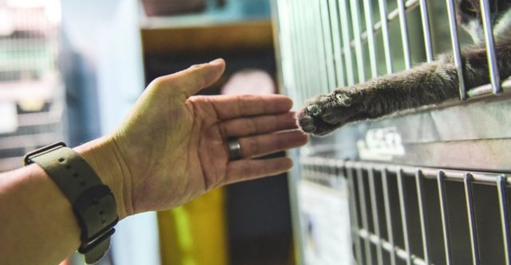 Un fotógrafo intenta capturar momentos de animales y criatura quería decirle algo con su patita