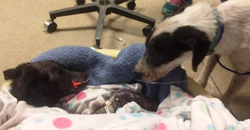 Su piel parece de piedra por la infección, pero su hermano muere por abrazarlo